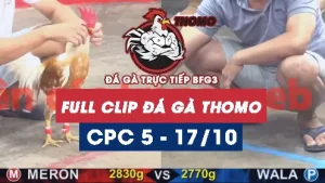 Video đá gà thomo CPC5 ngày 17/10/2025