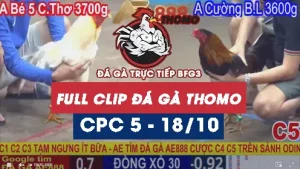 Video đá gà thomo CPC5 ngày 18/10/2025