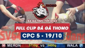 Video đá gà thomo CPC5 ngày 19/10/2025
