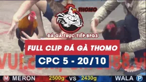 Video đá gà thomo CPC5 ngày 20/10/2025