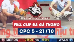 Video đá gà thomo CPC5 ngày 21/10/2025