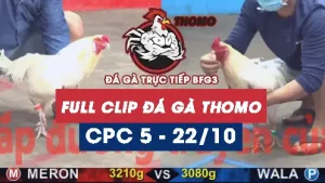 Video đá gà thomo CPC5 ngày 22/10/2025