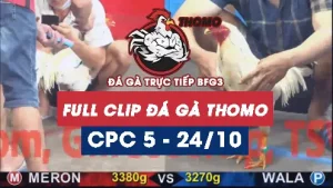 Video đá gà thomo CPC5 ngày 24/10/2025