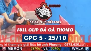 Video đá gà thomo CPC5 ngày 25/10/2025
