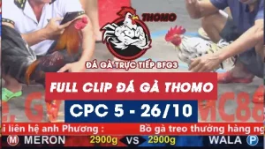 Video đá gà thomo CPC5 ngày 26/10/2025