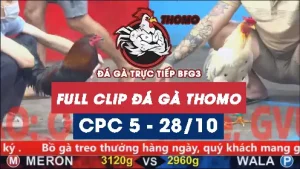 banner 28 10 25 dagavin euciti