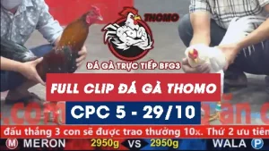 Video đá gà thomo CPC5 ngày 29/10/2025
