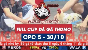 Video đá gà thomo CPC5 ngày 30/10/2025