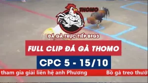 Video đá gà thomo CPC5 ngày 15/10/2025
