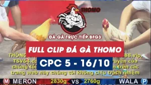Video đá gà thomo CPC5 ngày 16/10/2025