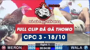Video đá gà thomo CPC3 ngày 18/10/2025