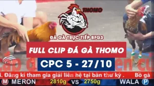Video đá gà thomo CPC5 ngày 27/10/2025