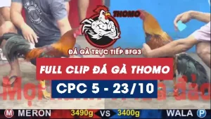 Video đá gà thomo CPC5 ngày 23/10/2025