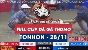 [ Gà đá giải] Video đá gà Tonhon ngày 28/11/2025