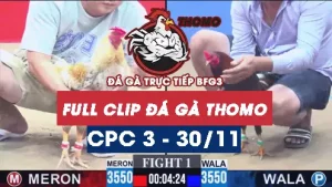 Video đá gà thomo CPC3 ngày 30/11/2025