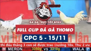 Video đá gà thomo CPC5 ngày 15112025