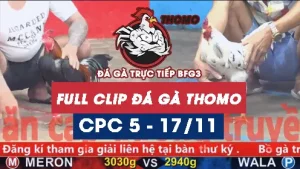 Video đá gà thomo CPC5 ngày 17112025