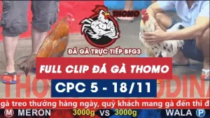 Video đá gà thomo CPC5 ngày 18112025