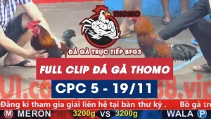 Video đá gà thomo CPC5 ngày 19112025