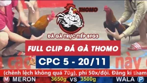 Video đá gà thomo CPC5 ngày 20112025