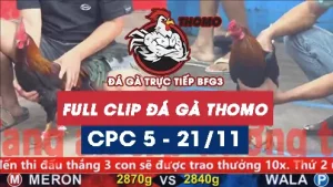 Video đá gà thomo CPC5 ngày 21112025