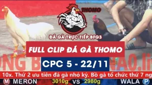 Video đá gà thomo CPC5 ngày 22112025