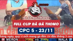 Video đá gà thomo CPC5 ngày 23112025