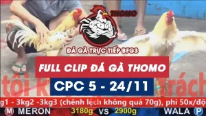 Video đá gà thomo CPC5 ngày 24112025