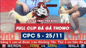 Video đá gà thomo CPC5 ngày 25112025