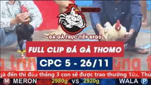 Video đá gà thomo CPC5 ngày 26112025