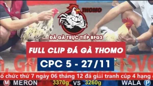 Video đá gà thomo CPC5 ngày 27112025