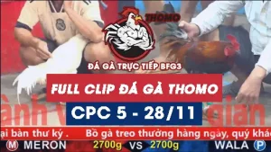Video đá gà thomo CPC5 ngày 28112025