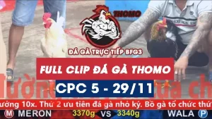 Video đá gà thomo CPC5 ngày 29112025