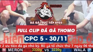 Video đá gà thomo CPC5 ngày 30112025