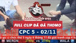 Video đá gà thomo CPC5 ngày 02/11/2025