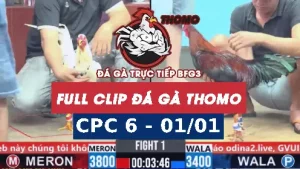 Video đá gà thomo CPC6 ngày 01/11/2025