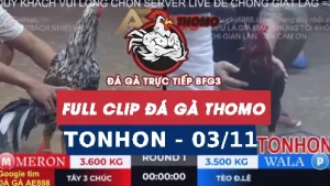 Video đá gà TONHON ngày 03/11/2025