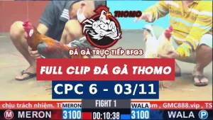 Video đá gà thomo CPC6 ngày 03/11/2025