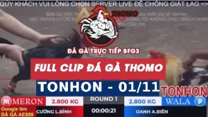 Video đá gà TONHON ngày 01/11/2025