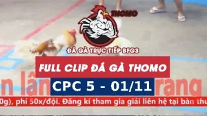 Video đá gà thomo CPC5 ngày 01/11/2025