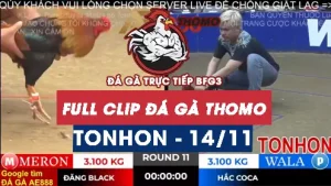 Video đá gà TONHON ngày 14/11/2025