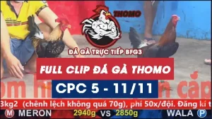 Video đá gà thomo CPC5 ngày 11/11/2025