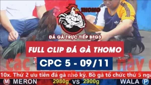 Video đá gà thomo CPC5 ngày 09/11/2025