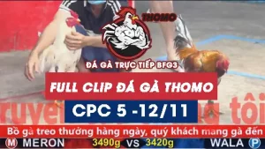 Video đá gà thomo CPC5 ngày 12/11/2025