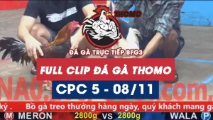 Video đá gà thomo CPC5 ngày 08/11/2025