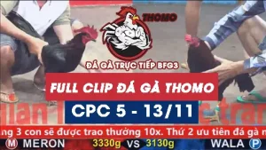 Video đá gà thomo CPC5 ngày 13/11/2025
