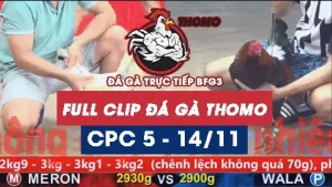 Video đá gà thomo CPC5 ngày 14/11/2025