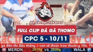 Video đá gà thomo CPC5 ngày 10/11/2025