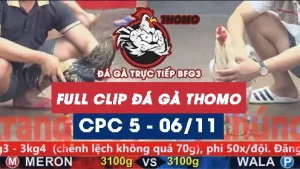 Video đá gà thomo CPC5 ngày 06/11/2025