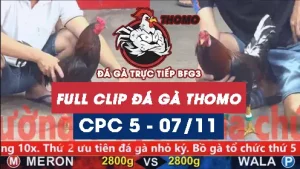 Video đá gà thomo CPC5 ngày 07/11/2025